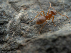 Lasius pallitarsis
