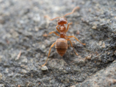 Lasius pallitarsis