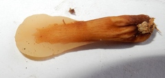 Spathulariopsis velutipes