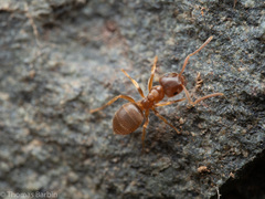 Lasius pallitarsis
