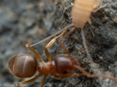 Lasius pallitarsis