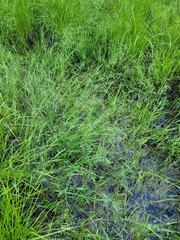 Torreyochloa pallida