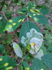 Leucanthiza dircella