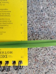 Torreyochloa pallida