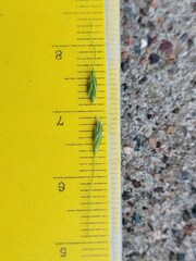 Torreyochloa pallida