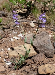 Penstemon leiophyllus