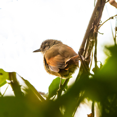 Synallaxis gujanensis