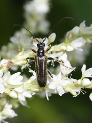 Pidonia vibex