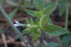 Allophyllum integrifolium