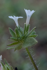 Allophyllum integrifolium