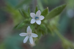 Allophyllum integrifolium