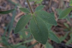 Allophyllum integrifolium