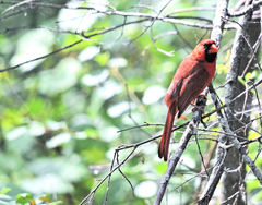 Cardinalis cardinalis