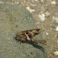 Chioides