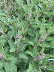 Urtica taiwaniana