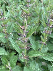 Urtica taiwaniana