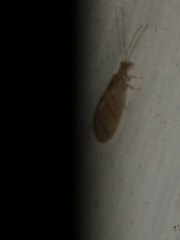 Microminae