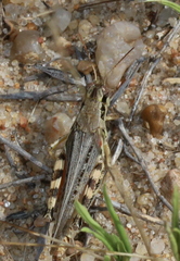 Melanoplus keeleri