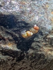 Pyrgulopsis morrisoni