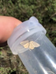 Thalera pistasciaria