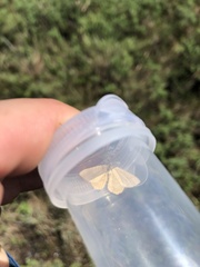 Thalera pistasciaria