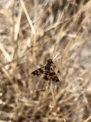 Thyridanthrax nugator