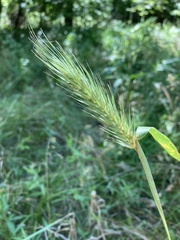 Elymus virginicus virginicus