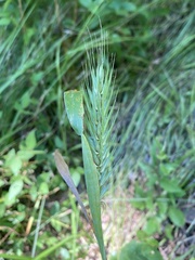 Elymus virginicus virginicus