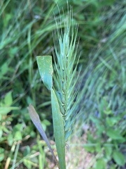 Elymus virginicus virginicus