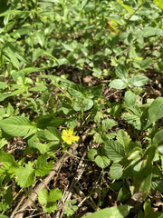 Potentilla indica