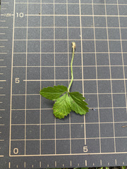 Potentilla indica