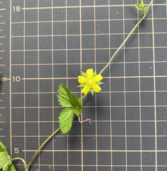 Potentilla indica