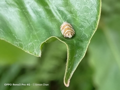 Lophopinae