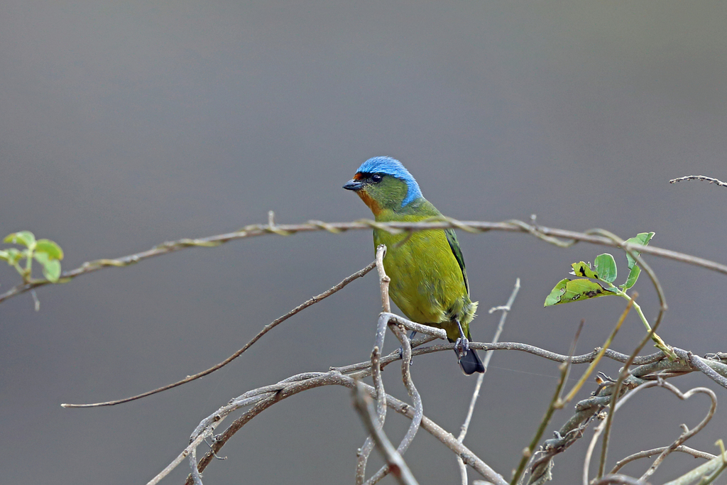 Elegant Euphonia