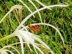 Cephrenes trichopepla