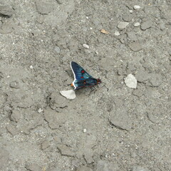 Mysoria barcastus