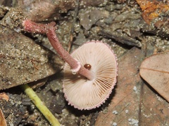 Micropsalliota lateritia
