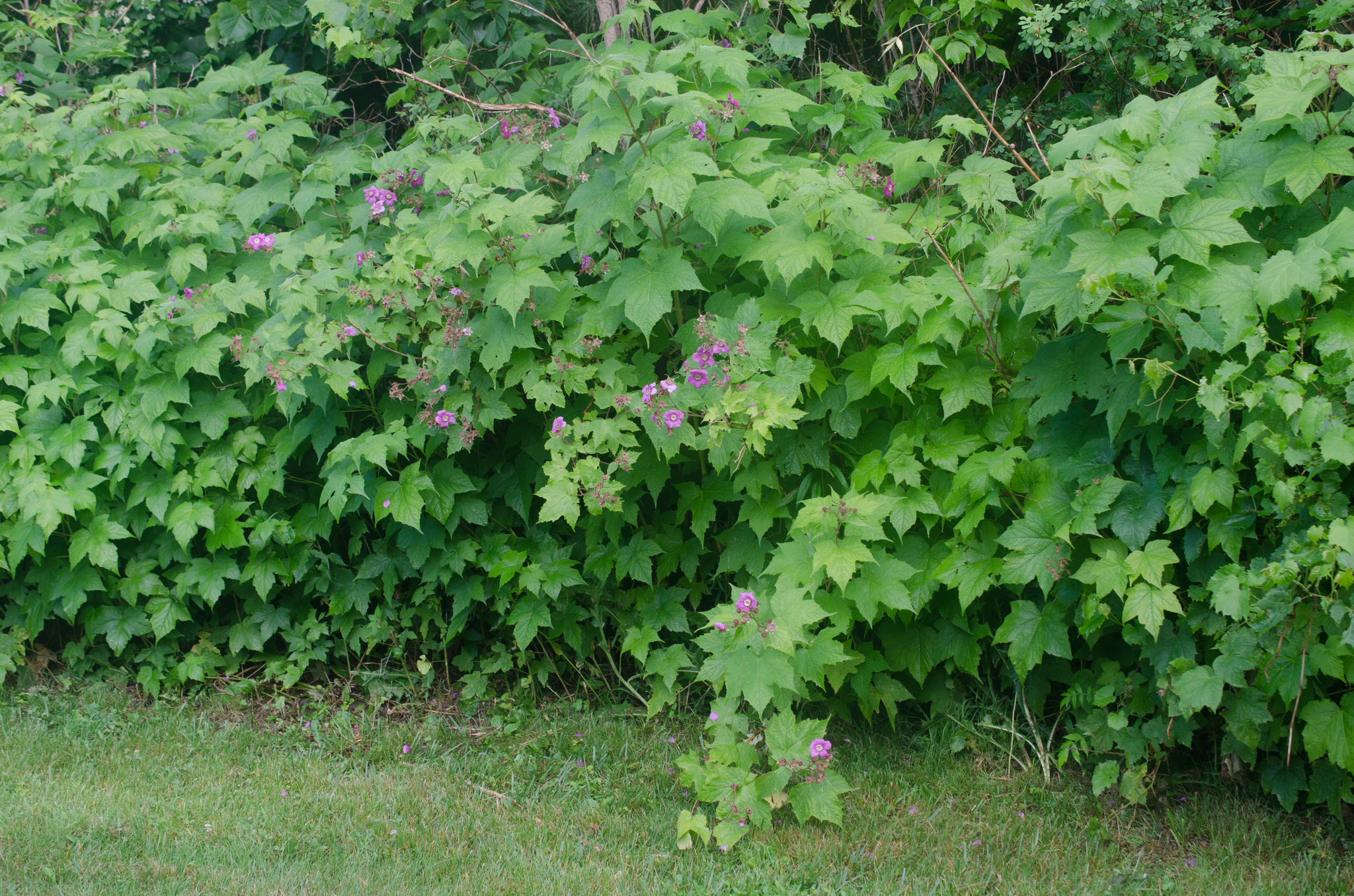 Rubus Odoratus