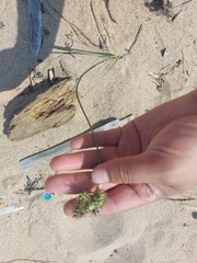 Carex sabulosa