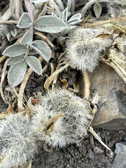 Astragalus newberryi