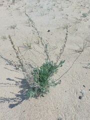 Artemisia ledebouriana