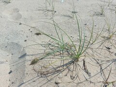Carex sabulosa