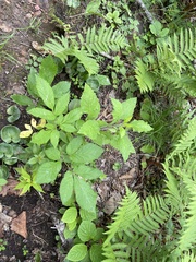 Lactuca raddeana