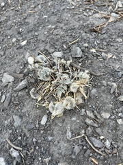 Astragalus newberryi