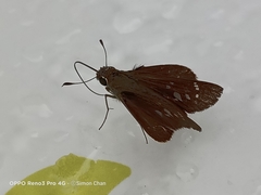 Polytremis lubricans