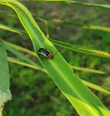 Kuschelina tenuilineata