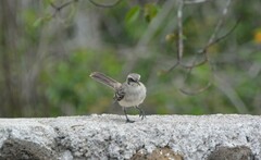 Mimus parvulus parvulus