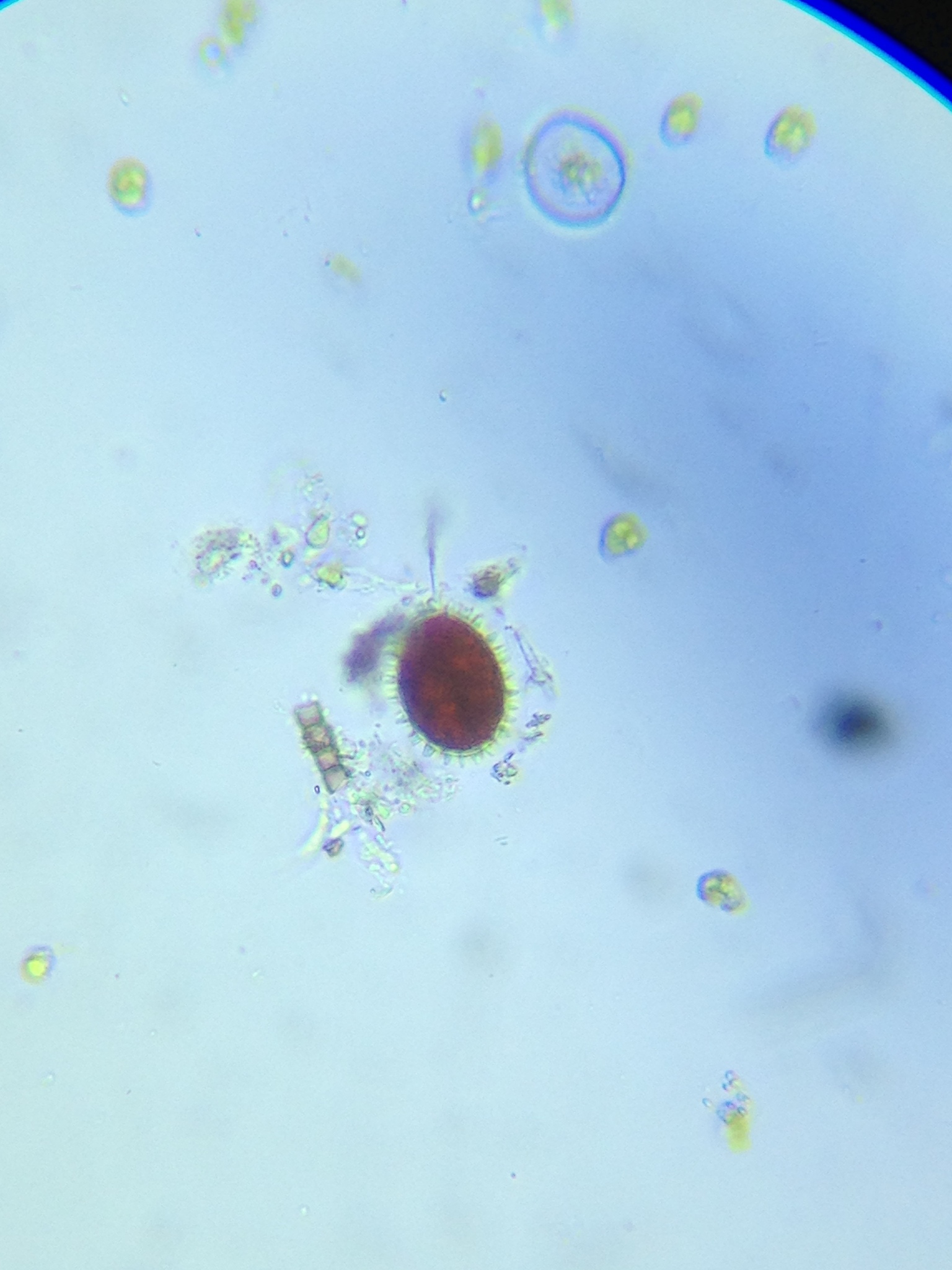 Chlainomonas rubra