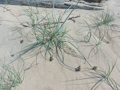 Carex sabulosa