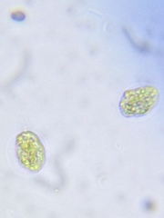 Chlamydomonas nivalis